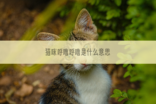 猫咪呼噜呼噜是什么意思