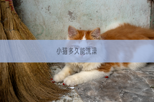 小猫多久能洗澡