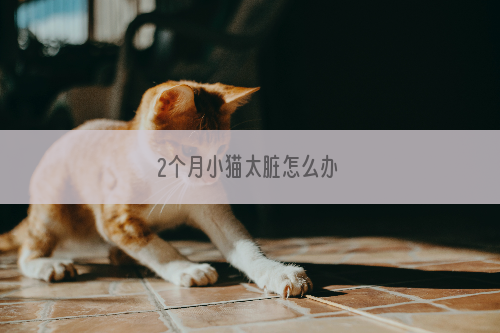 2个月小猫太脏怎么办