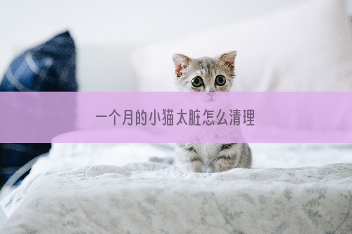 一个月的小猫太脏怎么清理