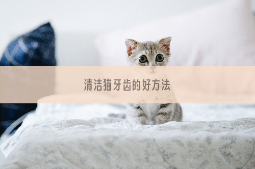 清洁猫牙齿的好方法