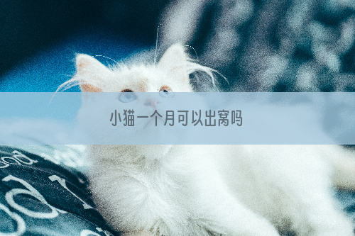 小猫一个月可以出窝吗