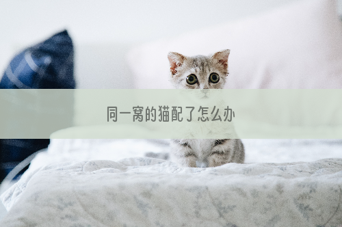 同一窝的猫配了怎么办