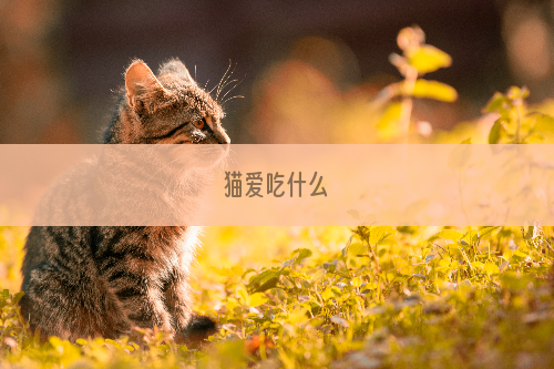 猫爱吃什么