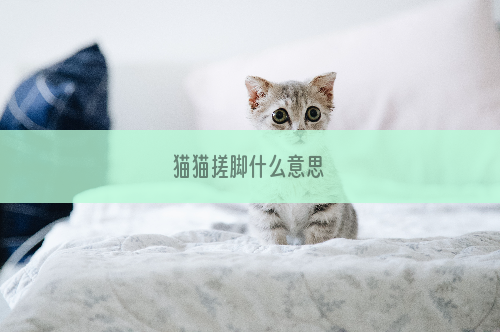 猫猫搓脚什么意思