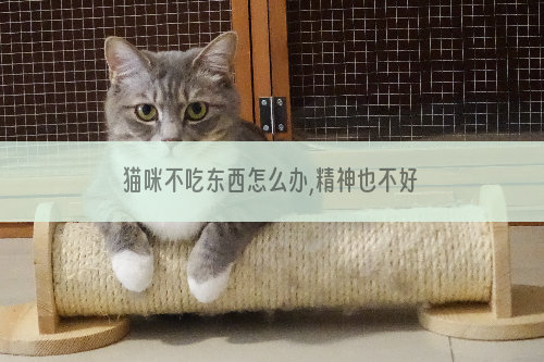 猫咪不吃东西怎么办,精神也不好
