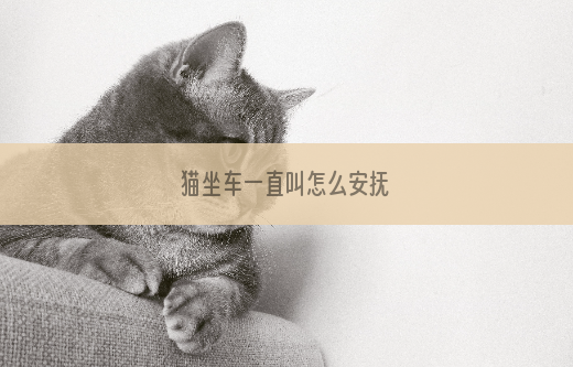 猫坐车一直叫怎么安抚