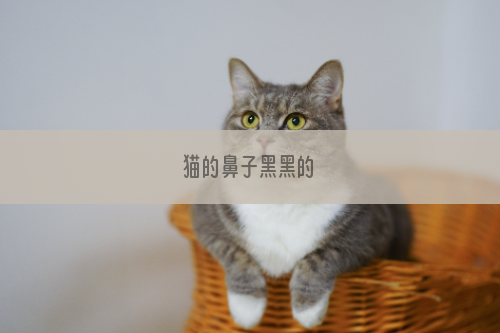 猫的鼻子黑黑的