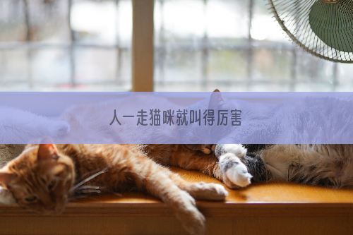 人一走猫咪就叫得厉害