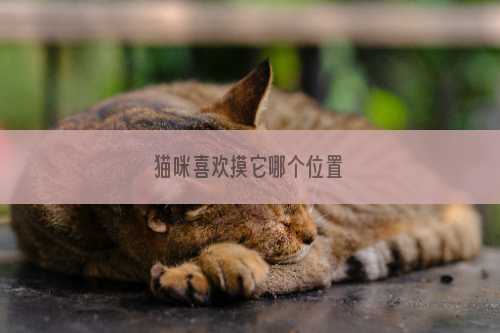 猫咪喜欢摸它哪个位置