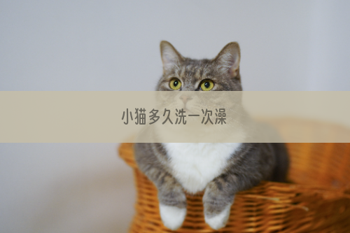 小猫多久洗一次澡