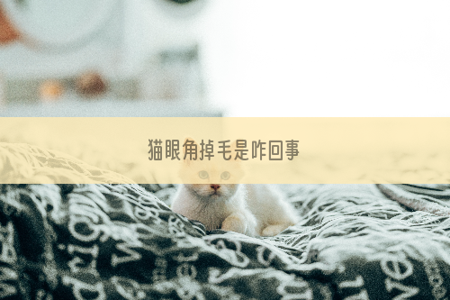 猫眼角掉毛是咋回事