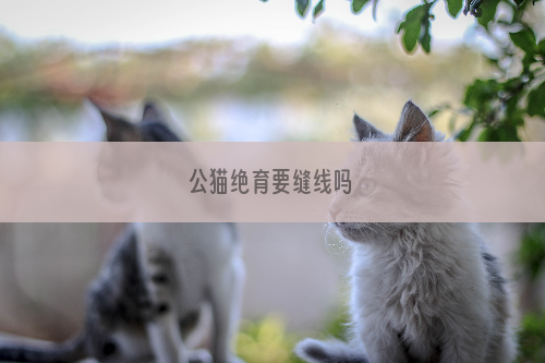 公猫绝育要缝线吗