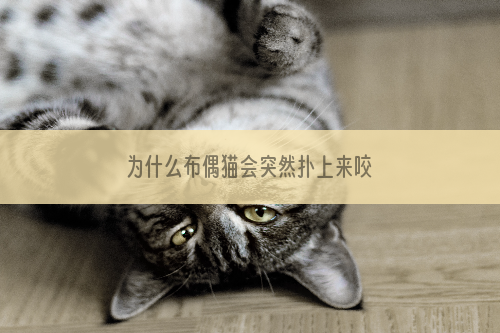 为什么布偶猫会突然扑上来咬