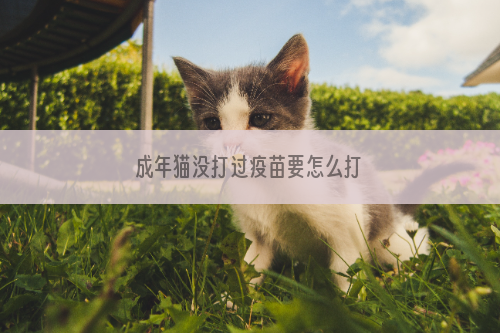 成年猫没打过疫苗要怎么打