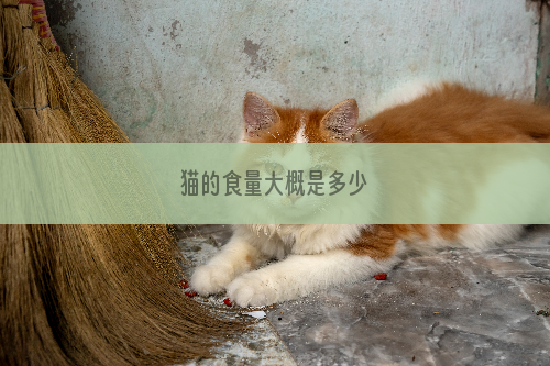 猫的食量大概是多少