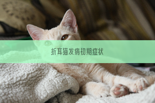 折耳猫发病初期症状