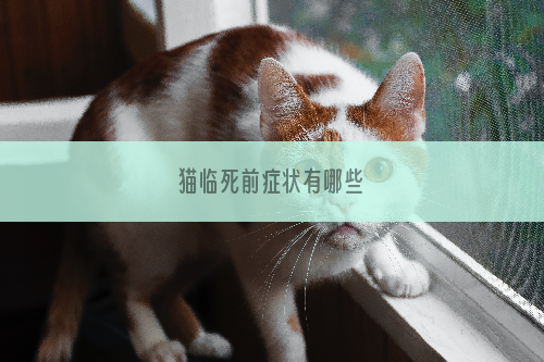 猫临死前症状有哪些