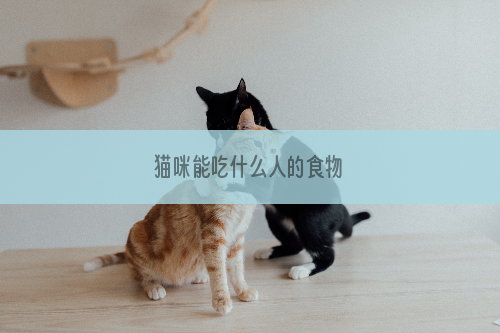 猫咪能吃什么人的食物