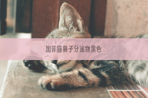 加菲猫鼻子分泌物黑色