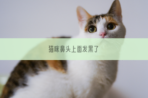 猫咪鼻头上面发黑了