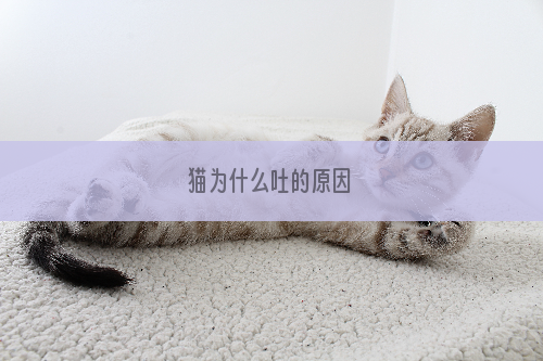 猫为什么吐的原因