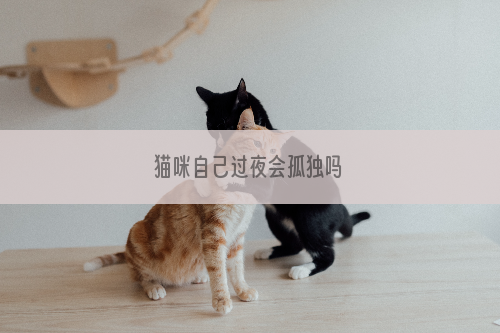 猫咪自己过夜会孤独吗