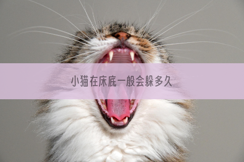小猫在床底一般会躲多久