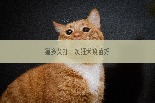 猫多久打一次狂犬疫苗好