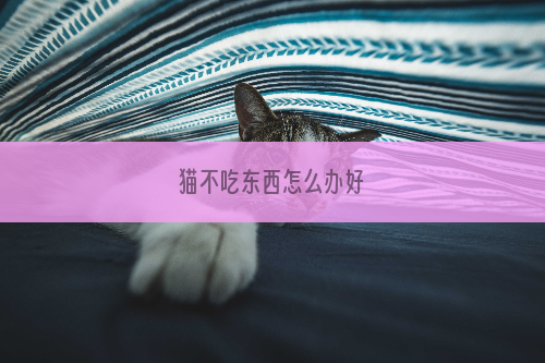猫不吃东西怎么办好