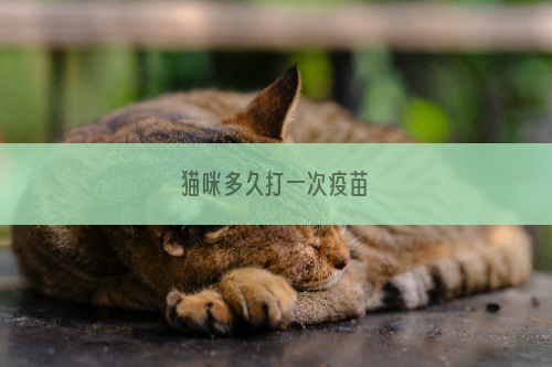 猫咪多久打一次疫苗