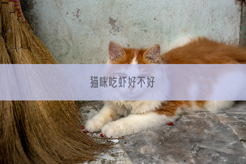 猫咪吃虾好不好