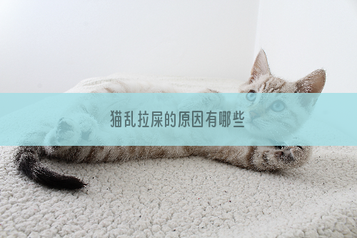 猫乱拉屎的原因有哪些