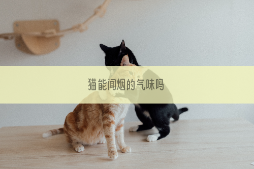 猫能闻烟的气味吗