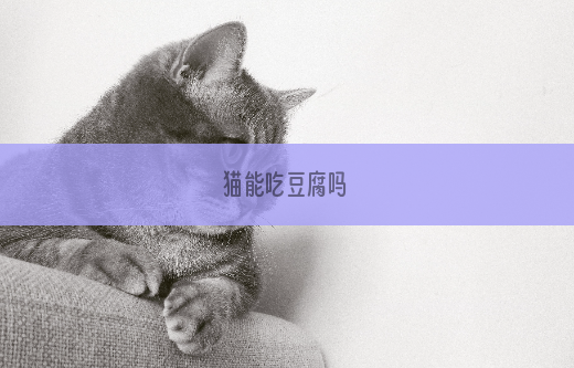 猫能吃豆腐吗