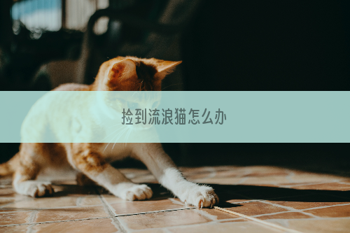 捡到流浪猫怎么办