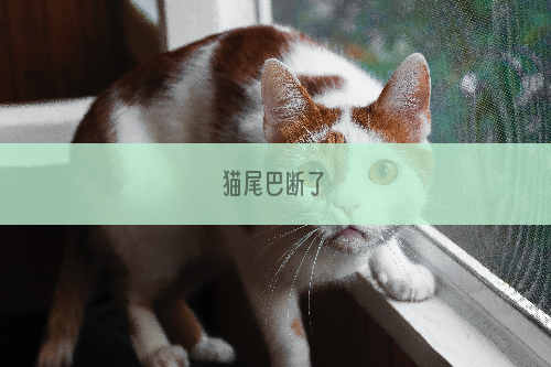 猫尾巴断了