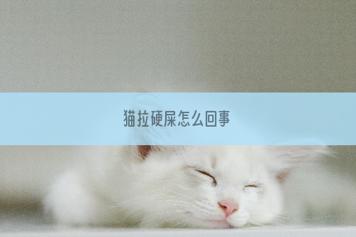 猫拉硬屎怎么回事