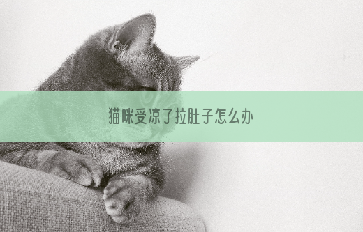 猫咪受凉了拉肚子怎么办
