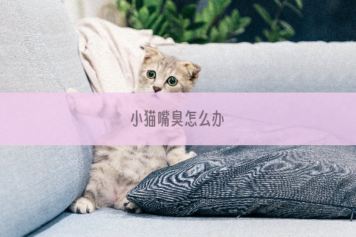 小猫嘴臭怎么办