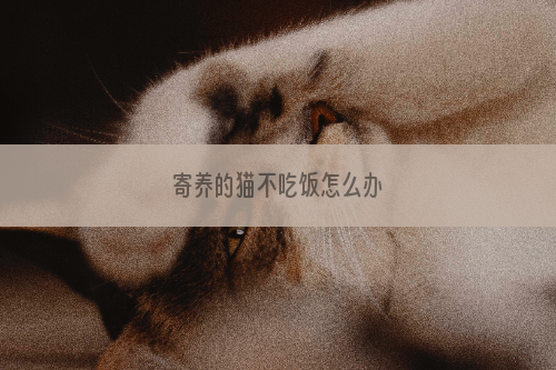 寄养的猫不吃饭怎么办