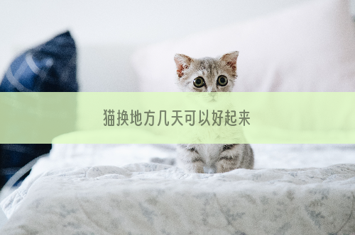 猫换地方几天可以好起来