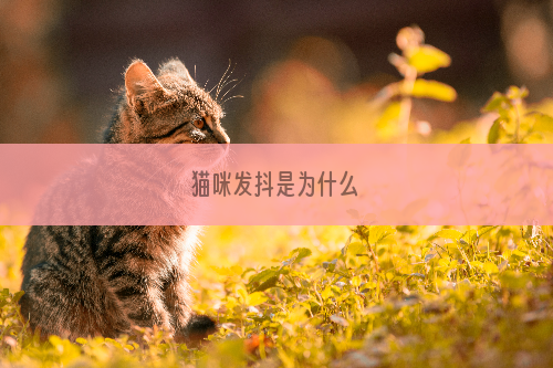 猫咪发抖是为什么