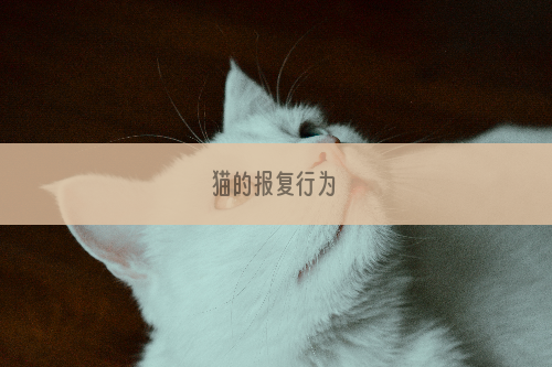 猫的报复行为