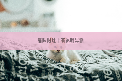 猫咪眼球上有透明异物