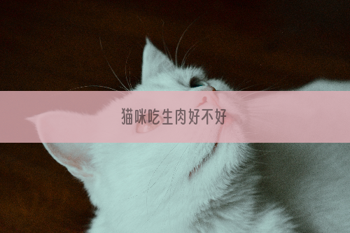 猫咪吃生肉好不好