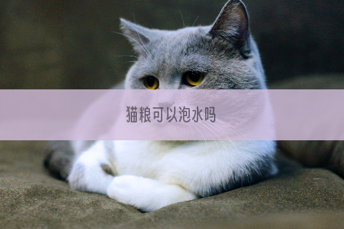 猫粮可以泡水吗
