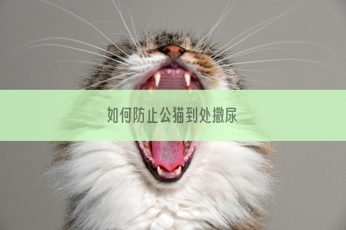 如何防止公猫到处撒尿