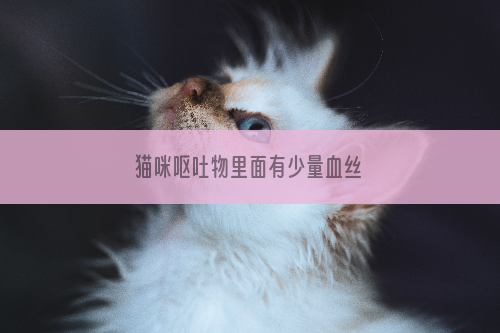 猫咪呕吐物里面有少量血丝