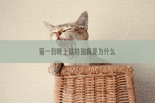 猫一到晚上就特别疯是为什么